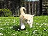 Maine Coon & Neva Masquerade Cattery-Gorey co.Wexford-alfie-15-1-.jpg