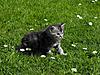 Maine Coon & Neva Masquerade Cattery-Gorey co.Wexford-aby-15-4-.jpg