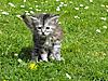 Maine Coon & Neva Masquerade Cattery-Gorey co.Wexford-adara-15-7-.jpg