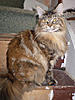 Ishcus Maine Coons -  Kilkenny Ireland-ishcus-fannie-mae.jpg