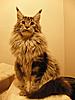 Maine Coon & Neva Masquerade Cattery-Gorey co.Wexford-2011.12.04-bulgari-3-.jpg