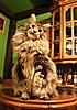 Maine Coon & Neva Masquerade Cattery-Gorey co.Wexford-bulgari.jpg