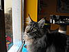 Maine Coon & Neva Masquerade Cattery-Gorey co.Wexford-014.jpg