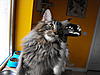 Maine Coon & Neva Masquerade Cattery-Gorey co.Wexford-017.jpg