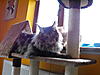 Maine Coon & Neva Masquerade Cattery-Gorey co.Wexford-020.jpg