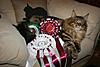 Anamcaramaine -Maine Coons in Belfast-amadeusand-rosettes.jpg