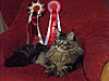 Maine Coon & Neva Masquerade Cattery-Gorey co.Wexford-070.jpg