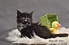 Cattery Reyesdeselva in County Tipperary-5wblackg21.jpg
