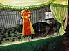 Maine Coon & Neva Masquerade Cattery-Gorey co.Wexford-030.jpg