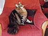 Maine Coon & Neva Masquerade Cattery-Gorey co.Wexford-028.jpg