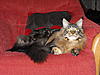 Maine Coon & Neva Masquerade Cattery-Gorey co.Wexford-049.jpg