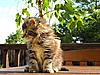 Maine Coon & Neva Masquerade Cattery-Gorey co.Wexford-036.jpg