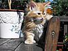 Maine Coon & Neva Masquerade Cattery-Gorey co.Wexford-060.jpg