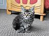 Maine Coon & Neva Masquerade Cattery-Gorey co.Wexford-chloe1.jpg