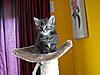 Maine Coon & Neva Masquerade Cattery-Gorey co.Wexford-clodagh.jpg