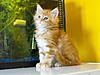 Maine Coon & Neva Masquerade Cattery-Gorey co.Wexford-conor.jpg