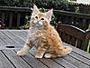 Maine Coon & Neva Masquerade Cattery-Gorey co.Wexford-ciaran-4-.jpg