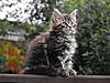 Maine Coon & Neva Masquerade Cattery-Gorey co.Wexford-clodagh-9-.jpg