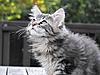 Maine Coon & Neva Masquerade Cattery-Gorey co.Wexford-colm-15-.jpg