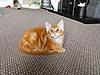 Maine Coon & Neva Masquerade Cattery-Gorey co.Wexford-ciaran.jpg