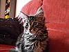 Maine Coon & Neva Masquerade Cattery-Gorey co.Wexford-clodagh.jpg