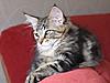 Maine Coon & Neva Masquerade Cattery-Gorey co.Wexford-colm.jpg
