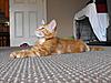Maine Coon & Neva Masquerade Cattery-Gorey co.Wexford-conor4.jpg