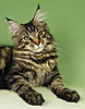 Niterap Maine Coons - Lancashire-niterap-cats.jpg