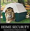 Thought we might have a giggle !-funny-pictures-lion-secures-your-home.jpg