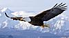 A wee question !-bald-eagle-animal.jpg