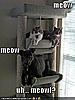 Thought we might have a giggle !-meowf.jpg
