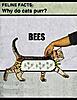 I'm just sayin...-bees.jpg