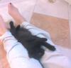 Click image for larger version. 

Name:	Lilly Black 2.jpg 
Views:	3 
Size:	4.8 KB 
ID:	7097
