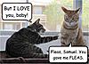 What Are Cats Saying???/-image001.jpg