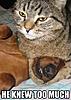 What Are Cats Saying???/-image007.jpg