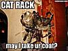 funny cats-catrack.jpg
