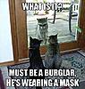 funny cats-burglar.jpg