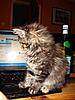 funny cats-180204_496748957065_4690981_n.jpg