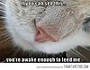 funny cats-awake.jpg