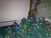 Ginger's first holiday season-photo.jpg