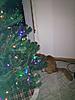 Ginger's first holiday season-photo.jpg