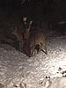 Click image for larger version. 

Name:	oh deer.jpg 
Views:	9 
Size:	39.0 KB 
ID:	7326