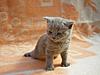 A must have for Christmas!! Foot and hand warmers-kittens1-209.jpg