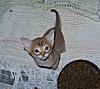 Some of our Abyssinian x Somali Babies 30 days old today!!-img_0002a.jpg