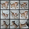 Some of our Abyssinian x Somali Babies 30 days old today!!-henriettaandlaylabubs0003-1.jpg