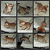 Some of our Abyssinian x Somali Babies 30 days old today!!-img_0028-1.jpg
