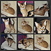 Abyssinians and our Frodo Baggins.....-henrietta-babies.jpg