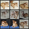 Abyssinians and our Frodo Baggins.....-leyla-dalton.jpg