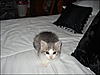 Some snaps of previous pets :)-molly.jpg