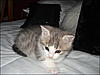 Some snaps of previous pets :)-molly3.jpg